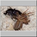 wegwespe-11mm-06-mit Spinne.jpg